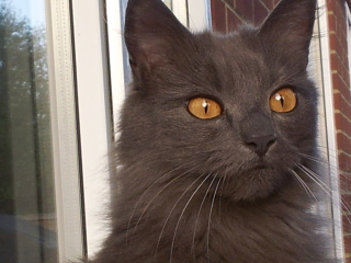 What is one thing you love about your cat?
