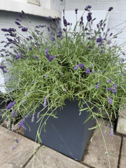 Why is my lavender browning?