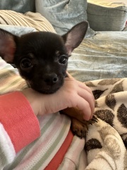 Please talk to me about the Puppy Blues