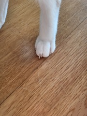 Kitty's claws
