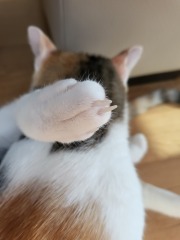 Kitty's claws