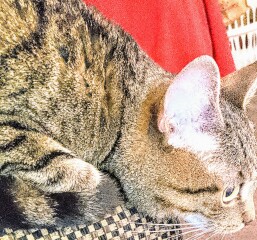 New cat