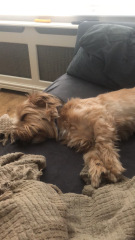 Could anti anxiety medication help our rescue dog?
