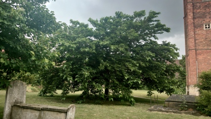 Tree ID