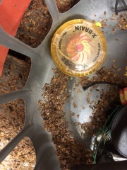 Any idea what these pests are in the attic?