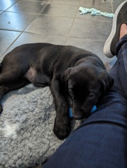 Puppy survival thread part 2