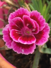 Pamela thread 6 - Bile Duct Cancer, Continued