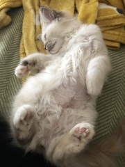 Has anyone’s cat had bad flu, please?