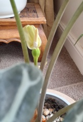 Elephant ear in trouble!