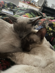 My Siamese is under house arrest and not happy