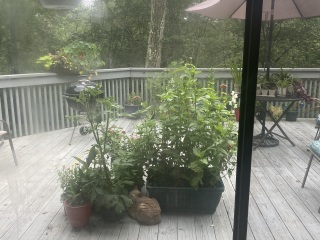 Come and tell me your dull and unexciting news 25: Calmly through the day 