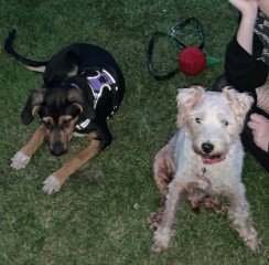 Guess the breed(s)