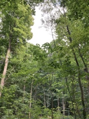 The Saxenda Sisterhood 