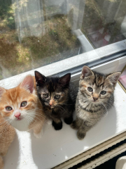 Advice please! Cat close to birth?