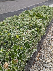 is this the right hedge plant? pictures