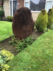 Is there anyway to save/ fix this shrub? 