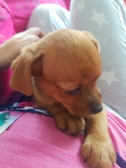 Help us name our puppy please 🐶