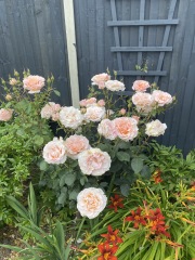 Feeling upset that neighbour cut down all my roses in the garden while on holiday