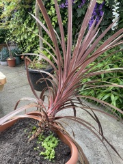 Wind has pushed over my Cordylines- can it be rescued?