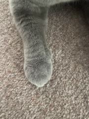 Thread 8 - TalkLair: “Brewing Russell's teapot” 