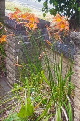Is this orange flower a Lilium bulbiferum?
