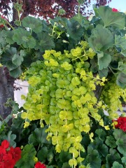 Plant I'd help