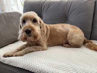 Pamela thread 5 - Bile Duct Cancer, chemo begins