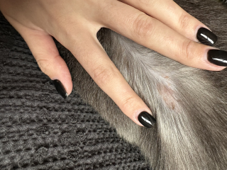 Cat has developed new bald/scabbed patch. 