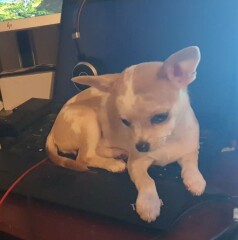 Guess the breed(s)