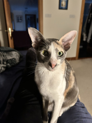 What is one thing you love about your cat?