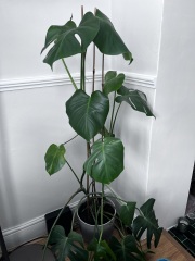 Is this house plant healthy?