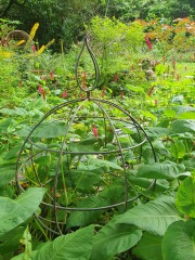 What have you done in the garden today? Part 2