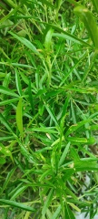 Help identifying plants please 
