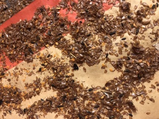 Any idea what these pests are in the attic?