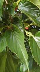 Tree ID