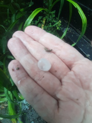 Early Summer weather watch