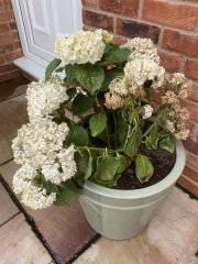 Miniature hydrangea plant has died 