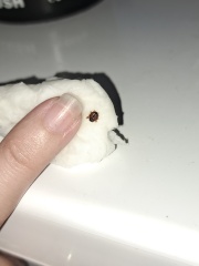 Help! is this a bedbug?😖