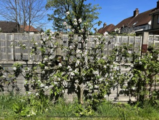 Tree for garden space