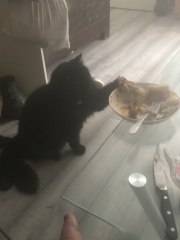 A Very Great Quantity Of Excellent Cats