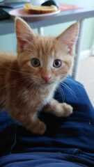 Welcome Sonny - a kitten appreciation thread