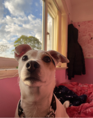 Tell me something lovely about your dog.