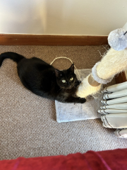 What is one thing you love about your cat?