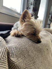 Adding a large dog to a toy dog household?