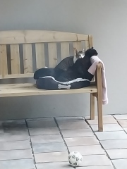 A Very Great Quantity Of Excellent Cats