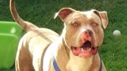 Woman, 68, suffers potentially life-changing injuries in dog attack in Worcester