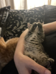 Advice please! Cat close to birth?