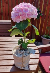 Hydrangea singolo