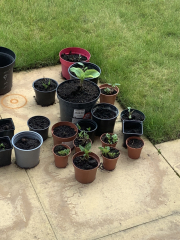 I bought 160 bare root  perennials for £40!