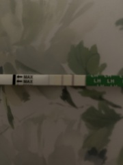 Two lines on an ovulation test? Could it indicate Pregnancy